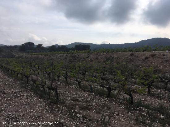 27.500 metros de terreno con plantacion de Uvas o para construir un Chalet - ALICANTE