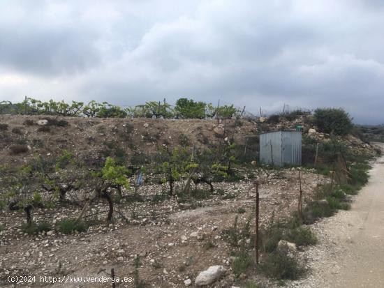 27.500 metros de terreno con plantacion de Uvas o para construir un Chalet - ALICANTE