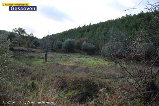 PARCELA RUSTICA, HUERTA - CACERES