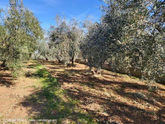 EN VENTA PRECIOSA FINCA CON OLIVOS Y FRUTALES!! - GRANADA