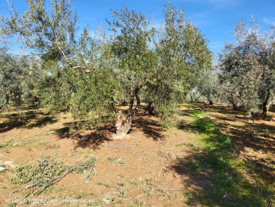 EN VENTA PRECIOSA FINCA CON OLIVOS Y FRUTALES!! - GRANADA