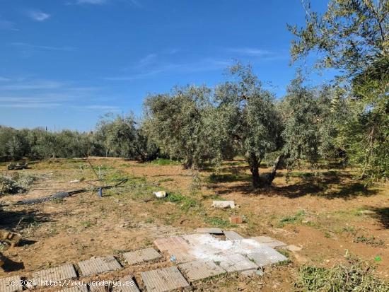 EN VENTA PRECIOSA FINCA CON OLIVOS Y FRUTALES!! - GRANADA