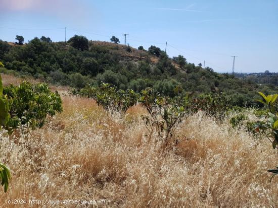 Magnifica Finca rustica en Estepona - MALAGA