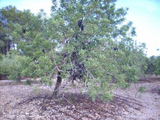  Finca rústica  de 6.570 m2, situada a un minuto de la playa. - TARRAGONA 