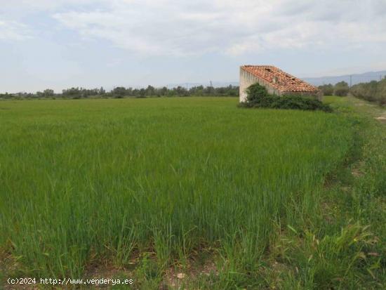 Finca rústica de 20.000 m2, de regadio. A 3 km de Ulldecona - TARRAGONA