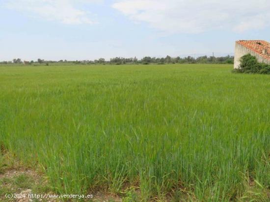 Finca rústica de 20.000 m2, de regadio. A 3 km de Ulldecona - TARRAGONA