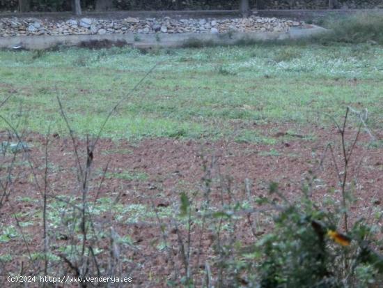  Finca rústica de 4.000 m2, zona agraria, de regadio. cerca de la población - TARRAGONA 