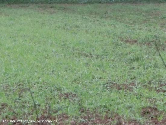 Finca rústica de 4.000 m2, zona agraria, de regadio. cerca de la población - TARRAGONA