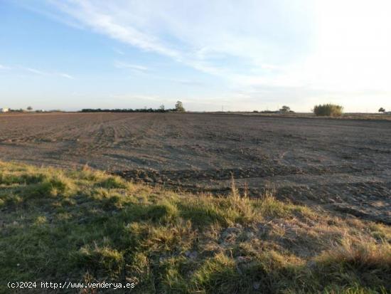  Finca de arroz de 52 jornales. A 3 km de la población, en pleno rendimiento - TARRAGONA 