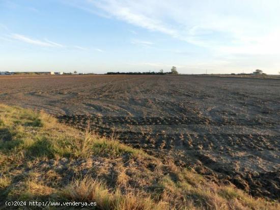 Finca de arroz de 52 jornales. A 3 km de la población, en pleno rendimiento - TARRAGONA