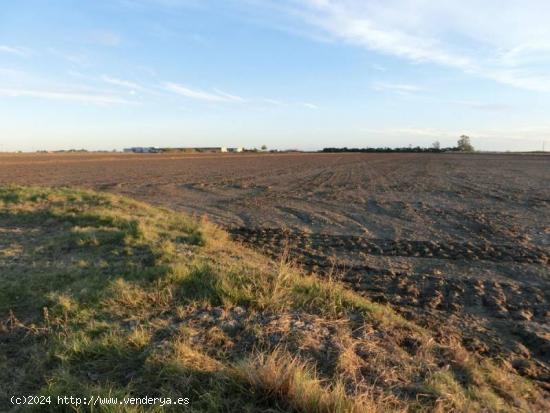 Finca de arroz de 52 jornales. A 3 km de la población, en pleno rendimiento - TARRAGONA