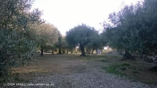 Finca rústica de 1 jornal con olivares en plena producción. - TARRAGONA