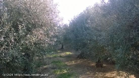 Finca rústica de 1 jornal con olivares en plena producción. - TARRAGONA