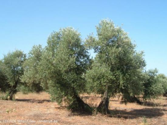 Finca rústica de 20 jornales con olivares en plena producción. - TARRAGONA