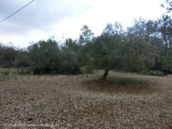 Sant Carles de la Rapita, Poligono  El Salt. Parcela de 11.700 m2. Precio negociable! - TARRAGONA