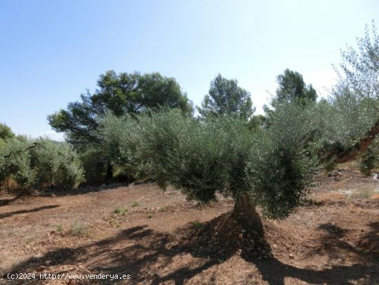 Finca rústica de 15.000 m2. - TARRAGONA