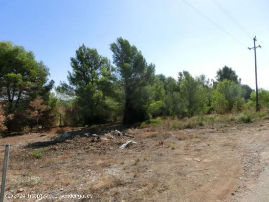 Finca rústica de 15.000 m2. - TARRAGONA