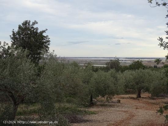 Finca Rústica de 22.052 m2 en plena producción. - TARRAGONA