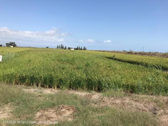 TIERRA DE ARROZ EN PLENO RENDIMIENTO, 5´5 JORNALES, 9.855M2 , FÁCIL ACCESO PARA LA MAQUINARIA. - T