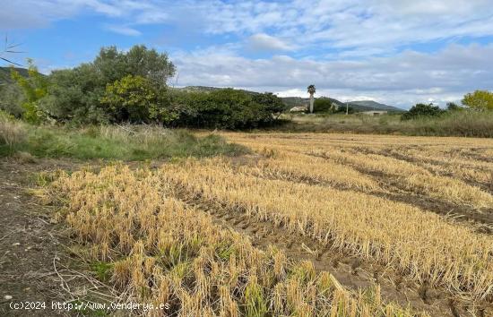 Finca rústica de 3,5 hectáreas, con caseta, pozo propio - TARRAGONA