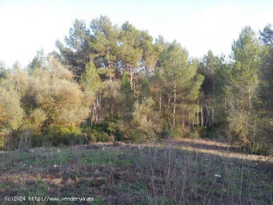 FANTÁSTICA FINCA RÚSTICA EN PLENO PARC NATURAL DEL GARRAF - BARCELONA