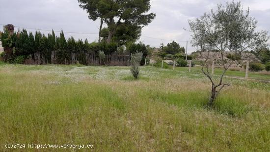 PARCELA RUSTICA EN EL REBOLLEDO - ALICANTE