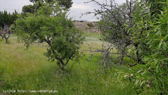 PARCELA RUSTICA EN EL REBOLLEDO - ALICANTE