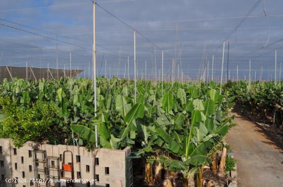 Finca de Platanera - SANTA CRUZ DE TENERIFE