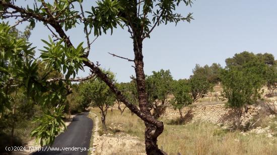 Parcela en Benissa partida Viniyent - ALICANTE