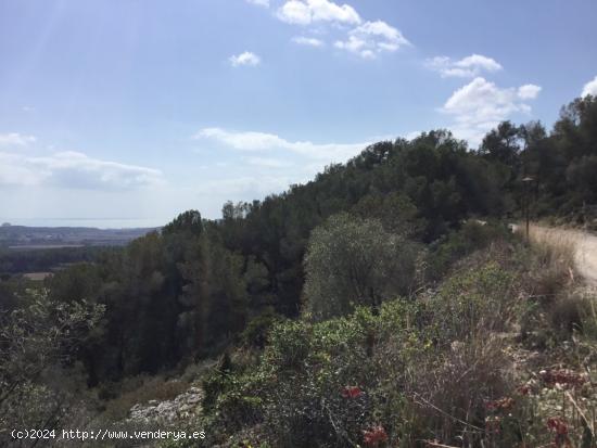 GRAN TERRENO rustico CON DIFERENTES PARCELAS - BARCELONA