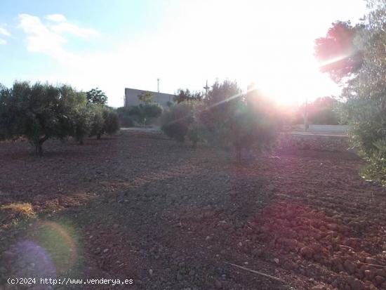 CASA DE CAMPO EN VENTA EN MONOVAR - ALICANTE