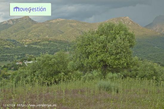 FINCA RÚSTICA ENTRE EL BOSQUE Y PRADO DEL REY - CADIZ