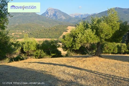 FINCA RÚSTICA ENTRE EL BOSQUE Y PRADO DEL REY - CADIZ