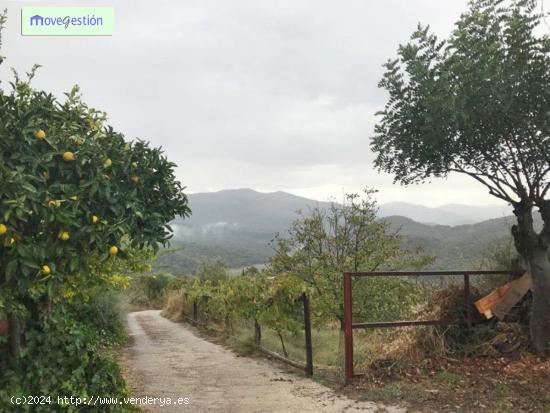 CAMPO EN EL CERRO MULERA - CADIZ