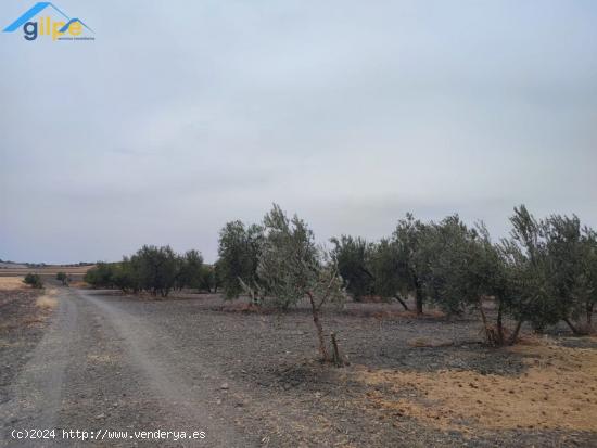 GRAN PARCELA RUSTICA CERCA DE PARADAS Y CERCA DE LA AUTOVIA A92 - SEVILLA