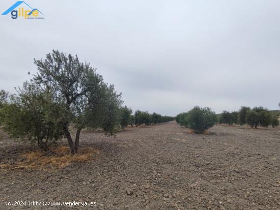 GRAN PARCELA RUSTICA CERCA DE PARADAS Y CERCA DE LA AUTOVIA A92 - SEVILLA