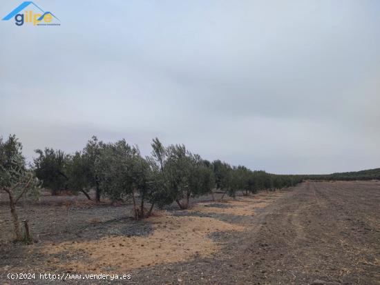 GRAN PARCELA RUSTICA CERCA DE PARADAS Y CERCA DE LA AUTOVIA A92 - SEVILLA