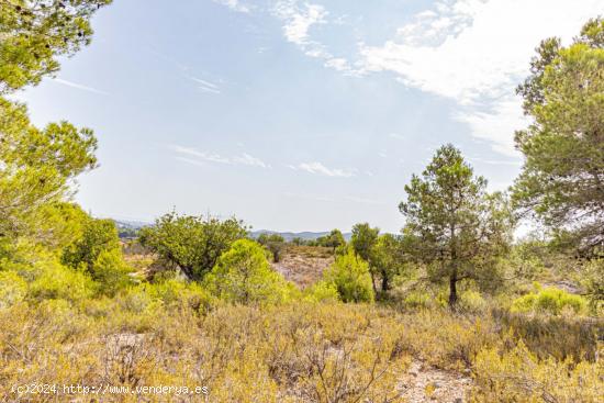 Terreno no urbanizable en Monserrat - VALENCIA