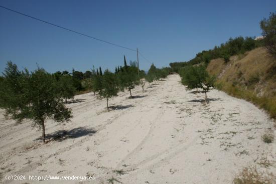 Terreno-Camino la Perdiguera - Ontinyent - VALENCIA