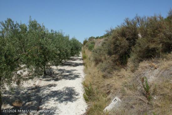 Terreno-Camino la Perdiguera - Ontinyent - VALENCIA