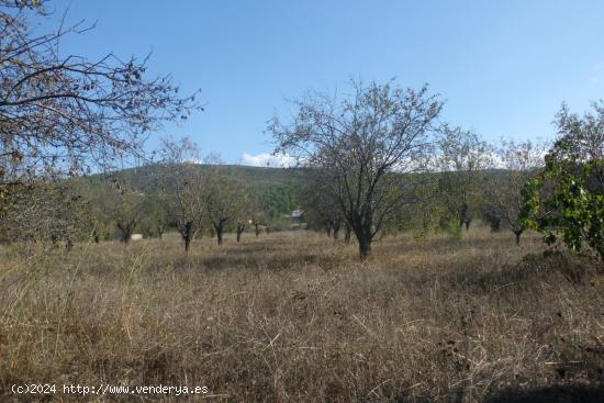 Finca La Farola Ontinyent - VALENCIA