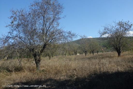 Finca La Farola Ontinyent - VALENCIA