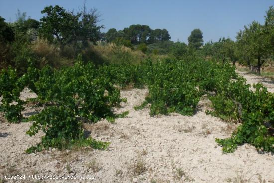 Parcela en Partida La Solana - Ontinyent - VALENCIA