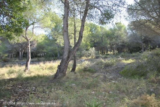 Parcela Rústica en el municipio de Cubelles, 5.560 mts2 Corral d'en Cona - BARCELONA