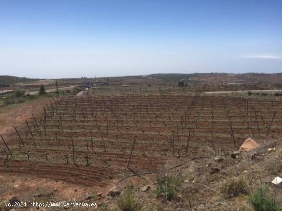 Finca en Vilaflor de 278.000 m2, con viñedos, bodega y vivienda que permite uso turistico - SANTA C