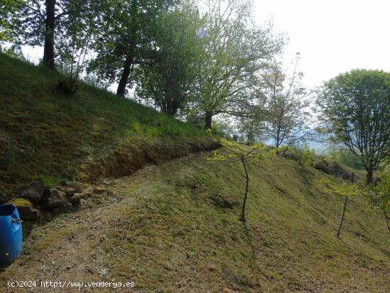 TERRENO CON PLANTACIÓN DE EUCALIPTOS EN PRODUCCIÓN - CANTABRIA