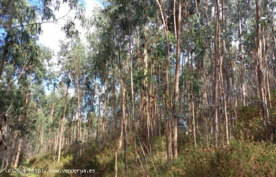 TERRENO CON PLANTACIÓN DE EUCALIPTOS EN PRODUCCIÓN - CANTABRIA