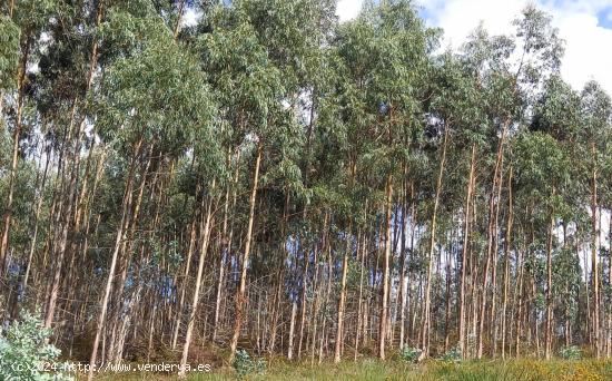 TERRENO CON PLANTACIÓN DE EUCALIPTOS EN PRODUCCIÓN - CANTABRIA