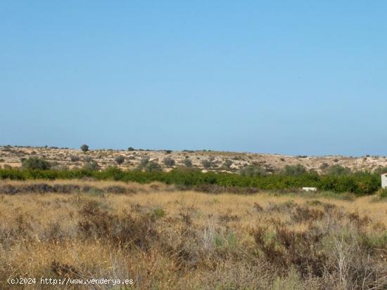 Parcela de 4000m2 terreno no urbanizable ideal para cultivo - ALICANTE