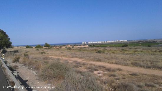 PARCELA DE 15.000 A 4 KMS DE ALICANTE - ALICANTE